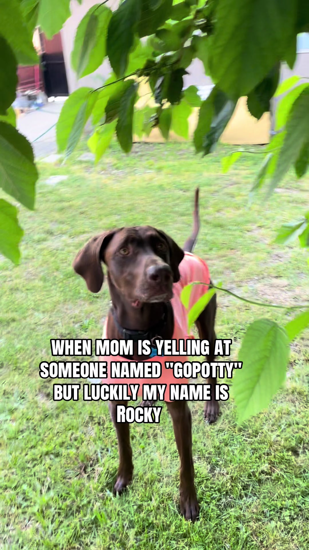 @Rocky_and_mom 🐾❤️🐶