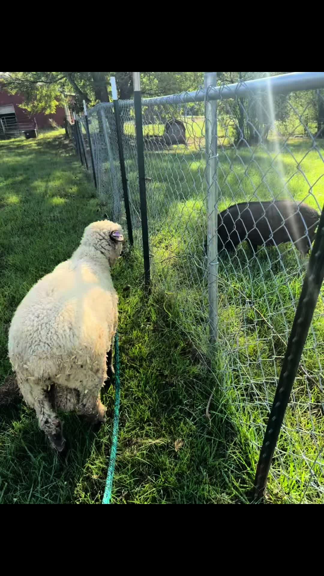 @Cedarhill Animal Sanctuary