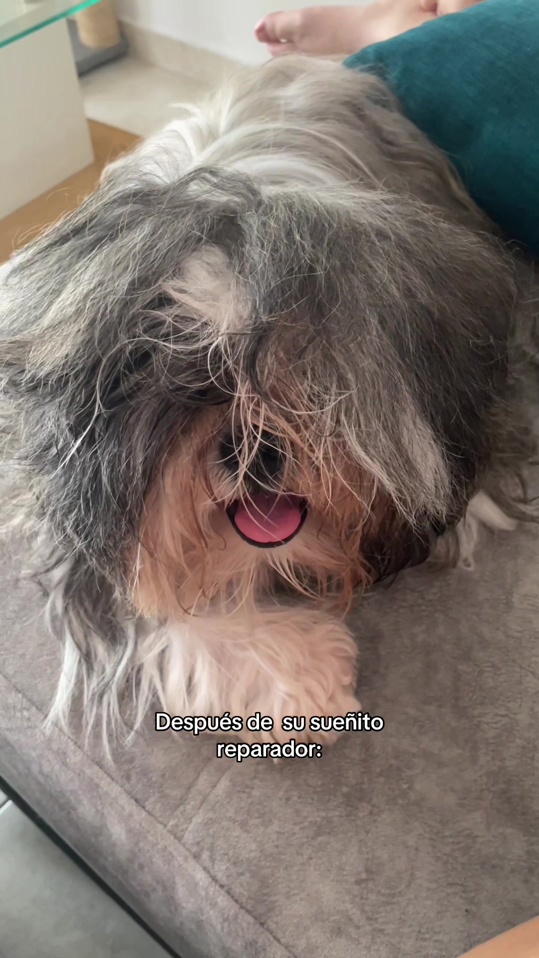 @appa_shihtzurp