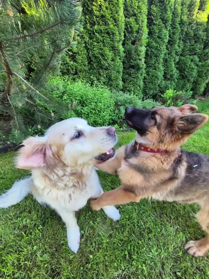 @Щеночки немецкой овчарки)))🐶