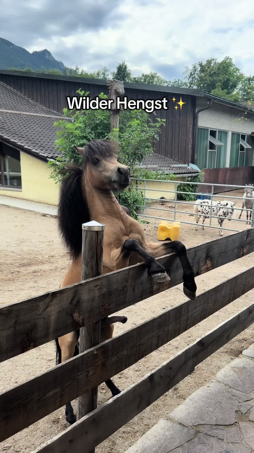 @julia_libertyhorses
