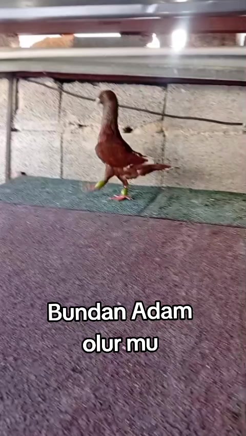 @GERAN