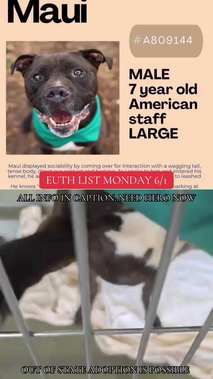 @@rescuedogs911