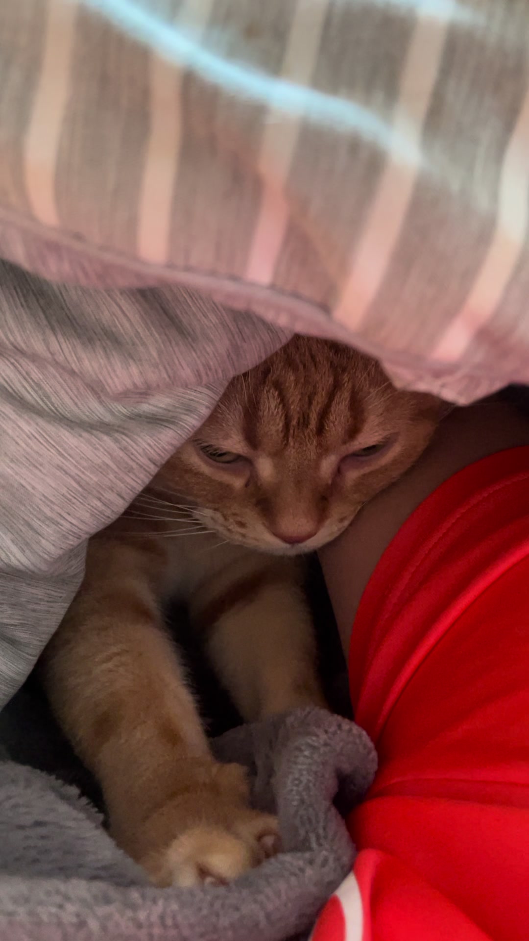 @社会人の猫暮らし🐈あめ