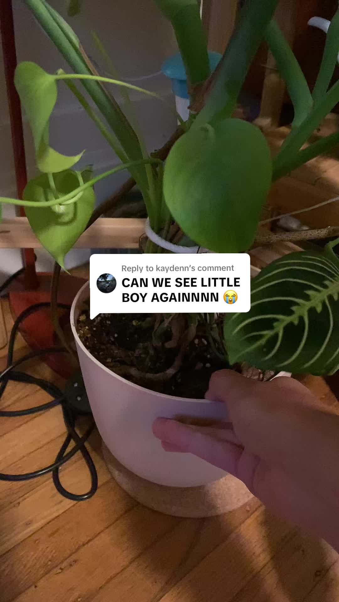 @championofmediocreplants