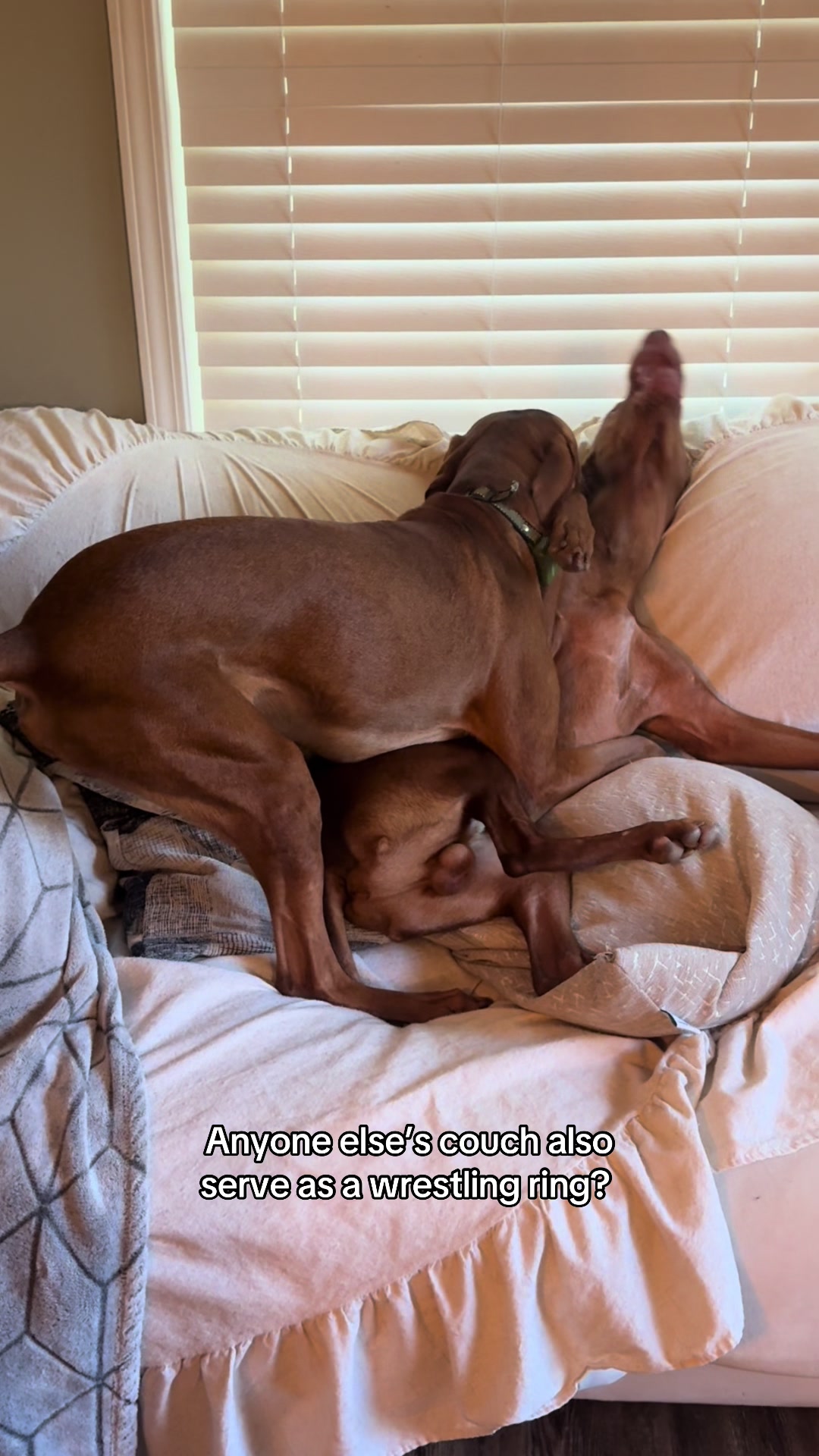 @Tycho the vizsla