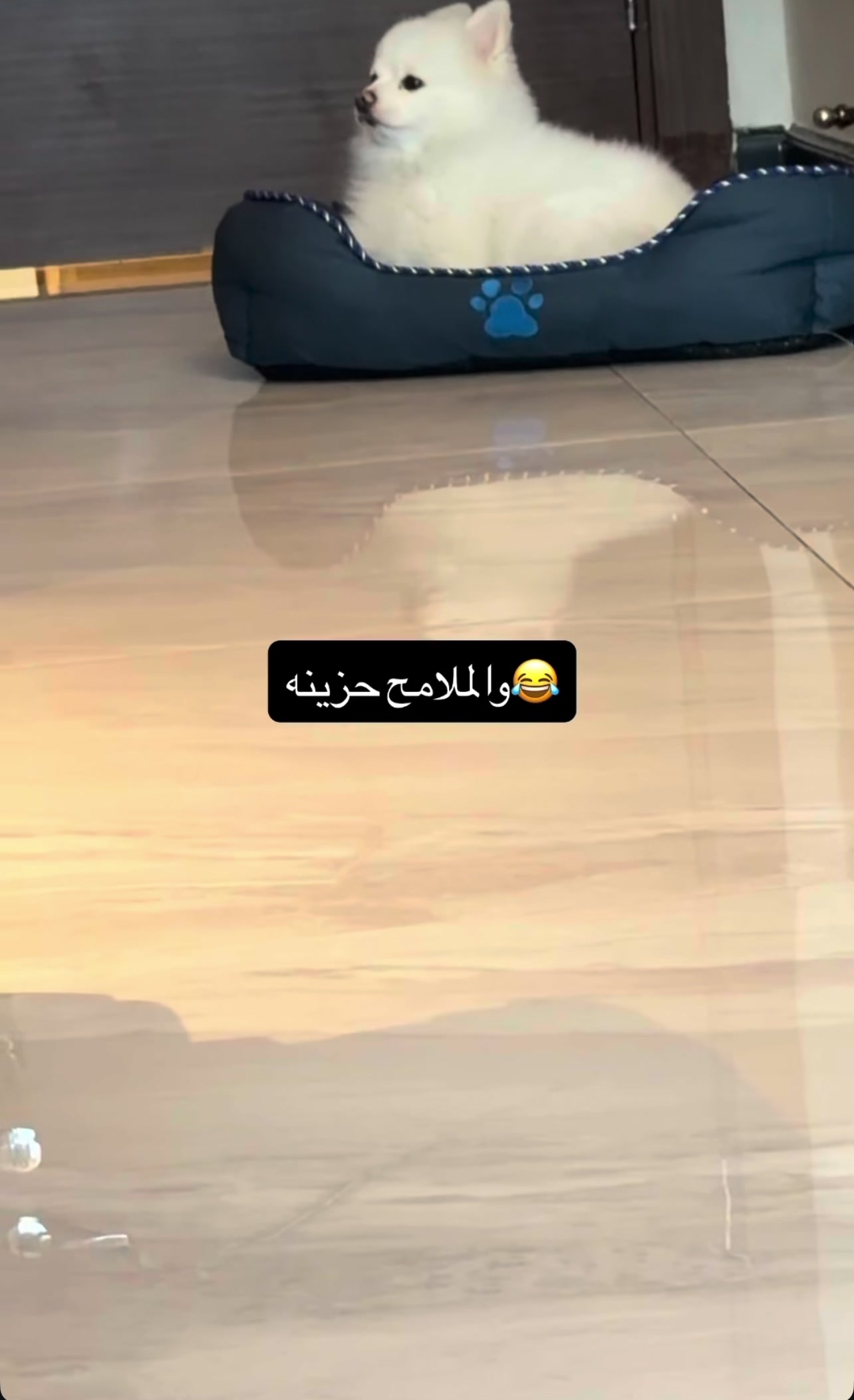 @mariahmed_11_11