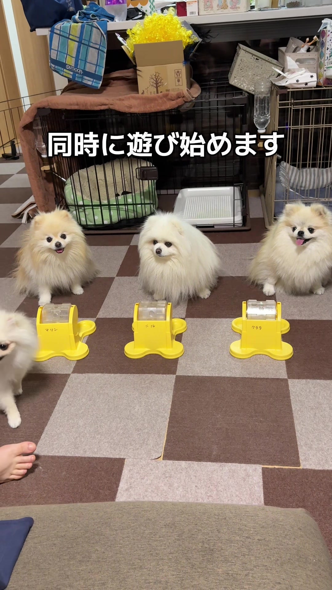 @なべちゃんチ🚐🐶🍊