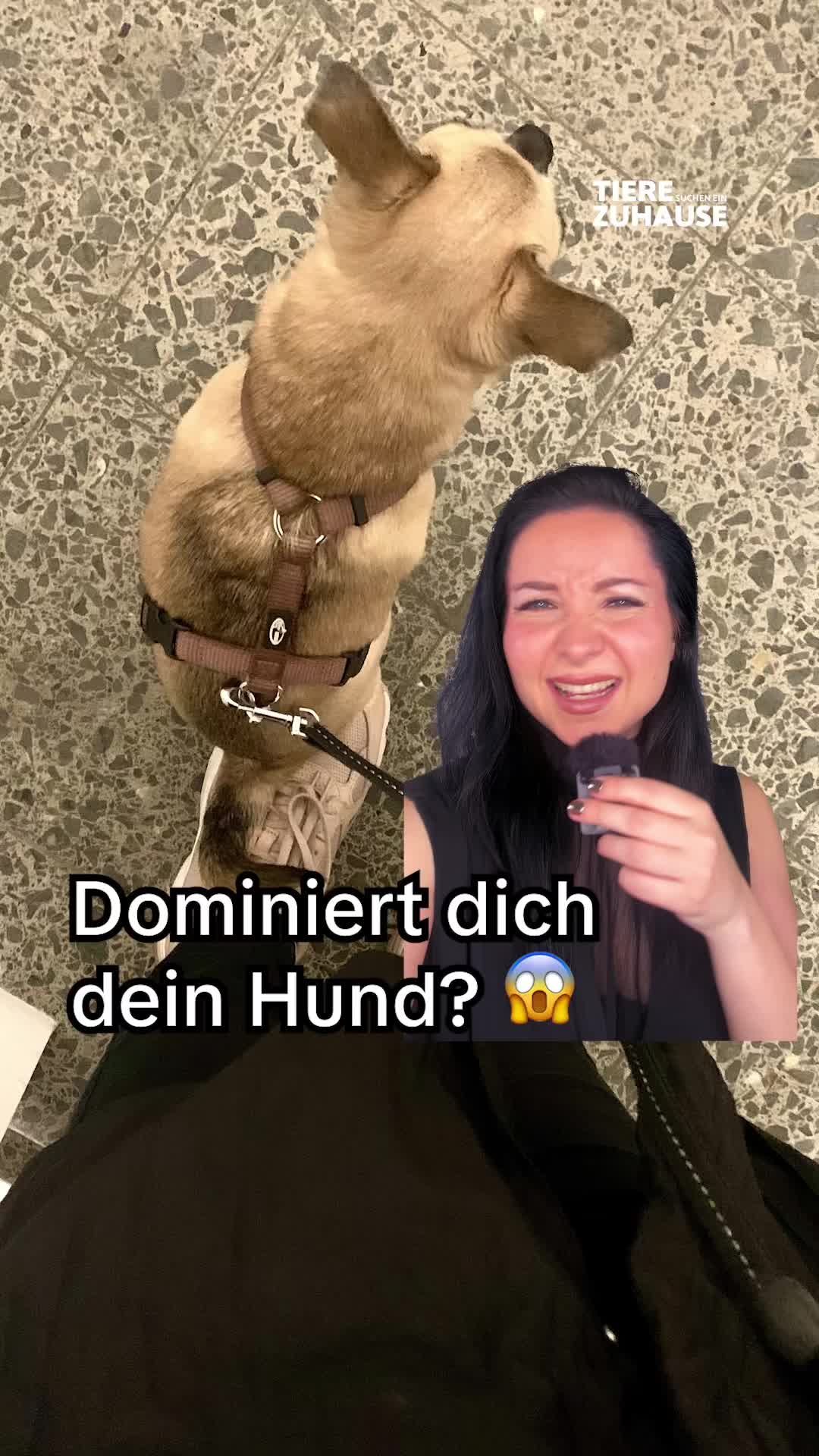 @Tiere suchen ein Zuhause