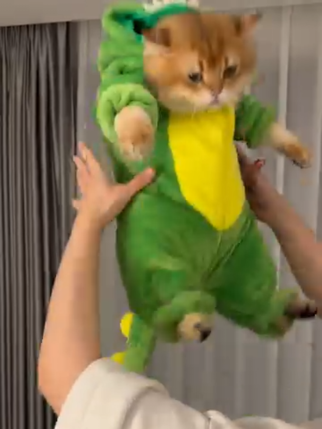 @Chonky World Of Cats