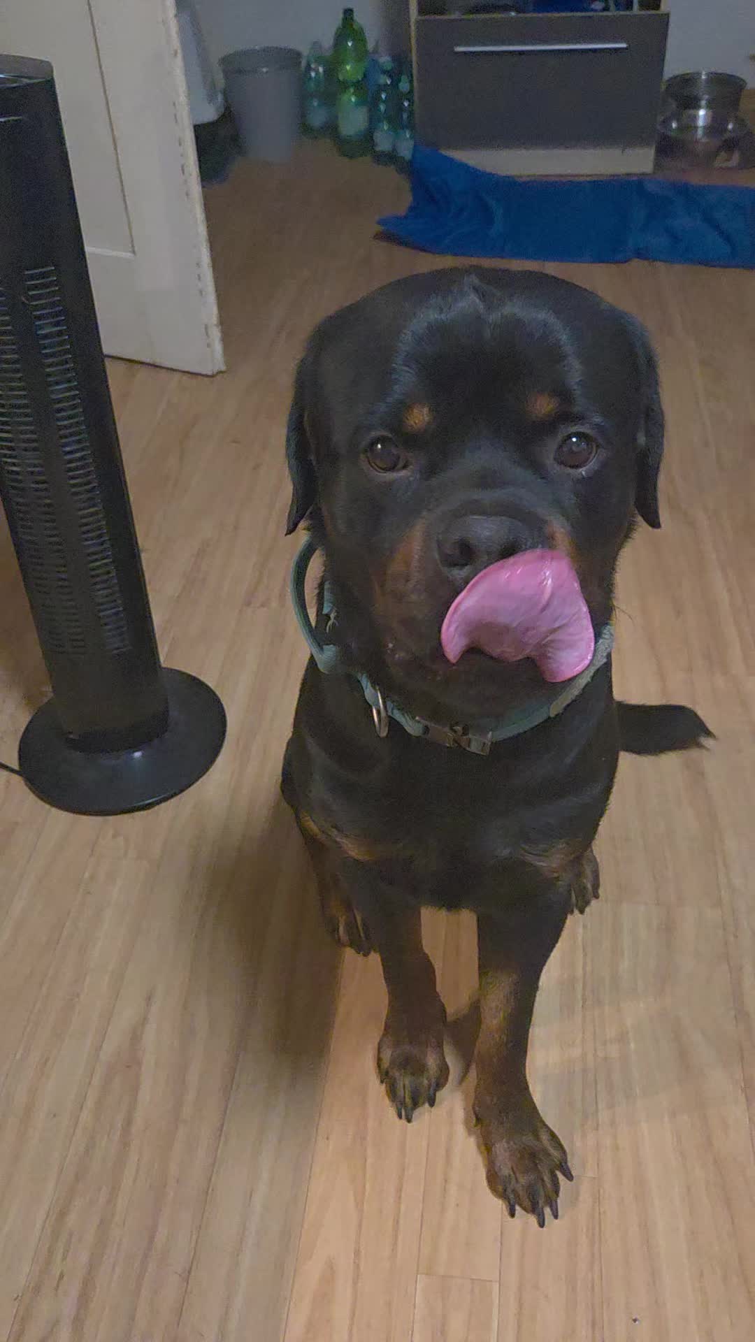 @Loki der Rottweiler