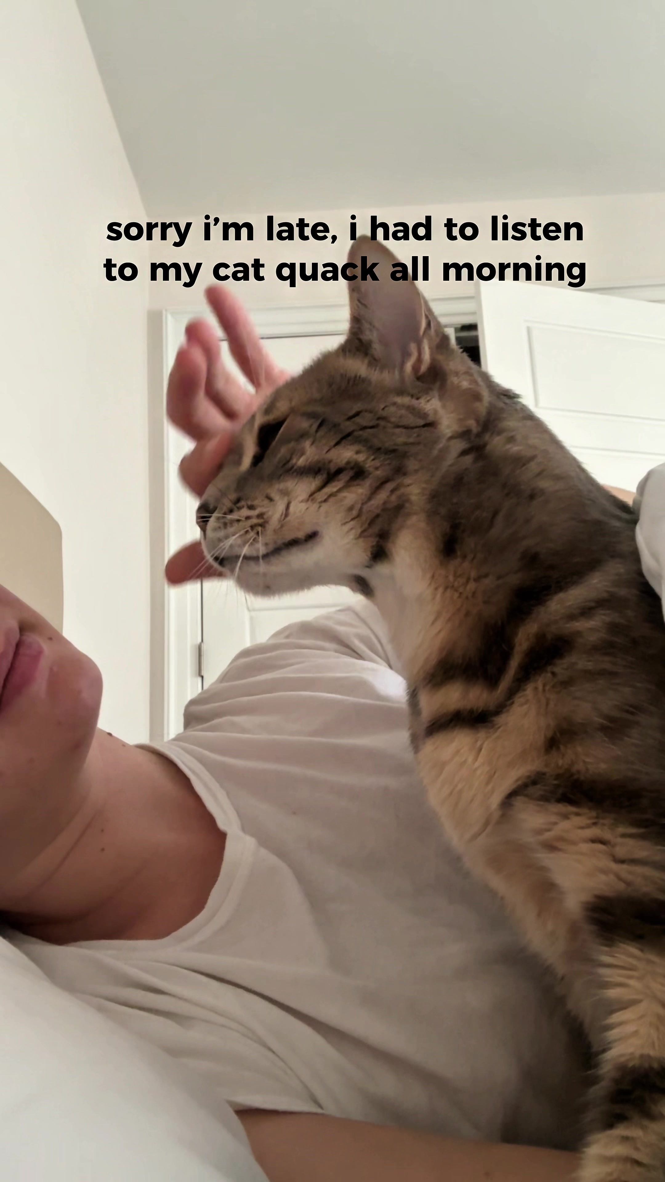 @Mochi the Bengal