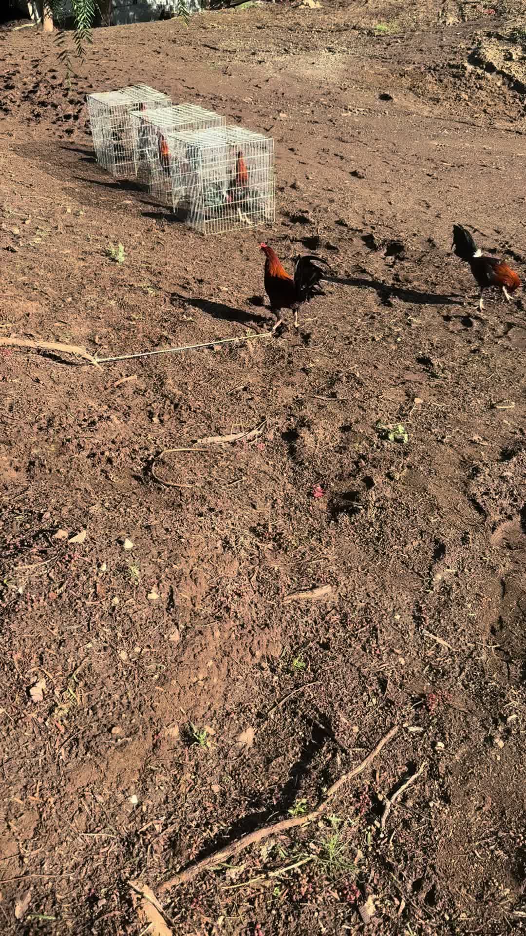 @los cal&eacute;ntanos game farm