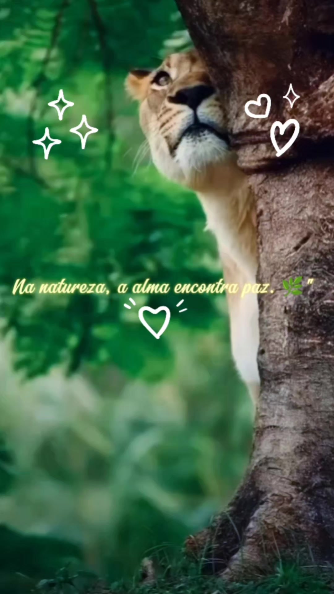 @🦁🌳Vida Selvagem 🦁🦁🐯🐵🐱🦓