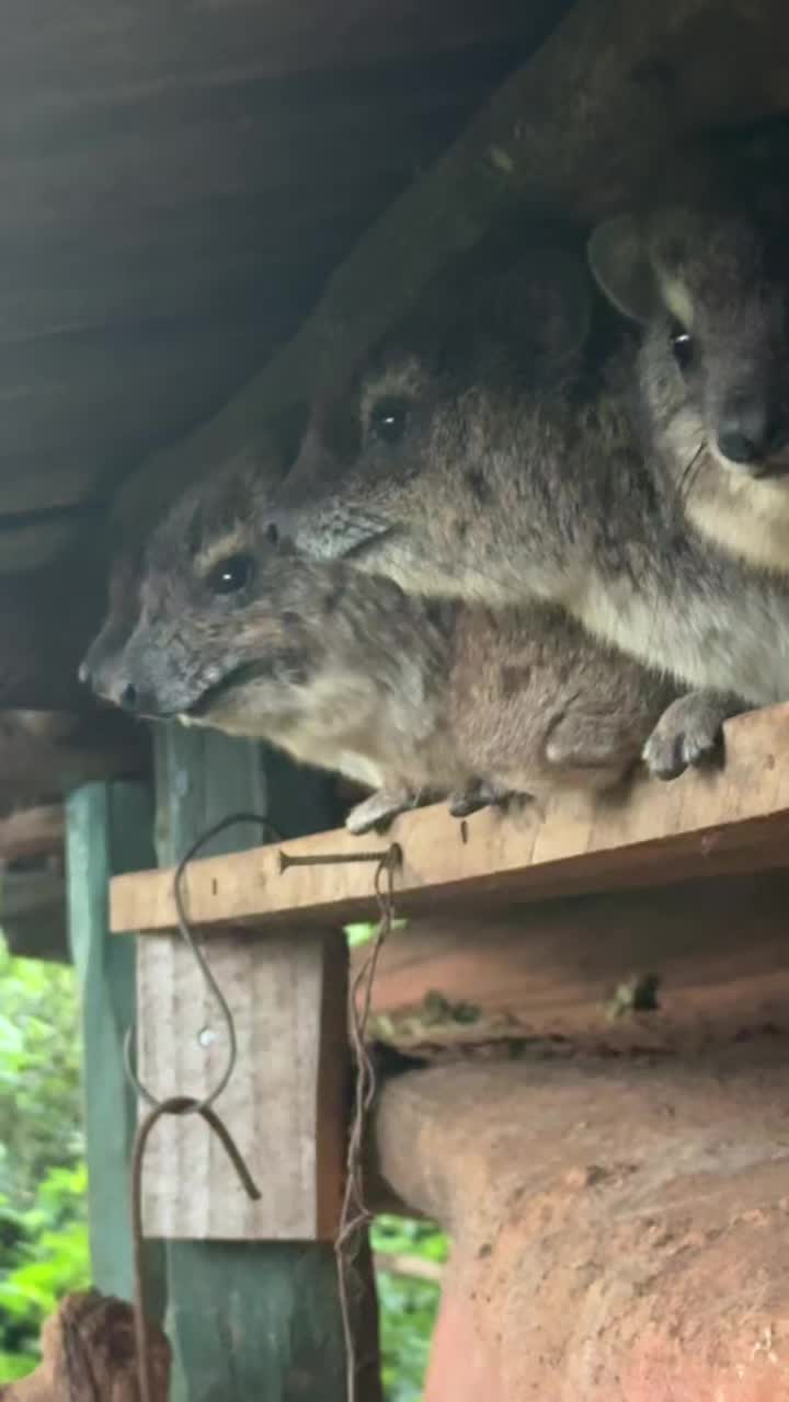 @squiggythehyrax