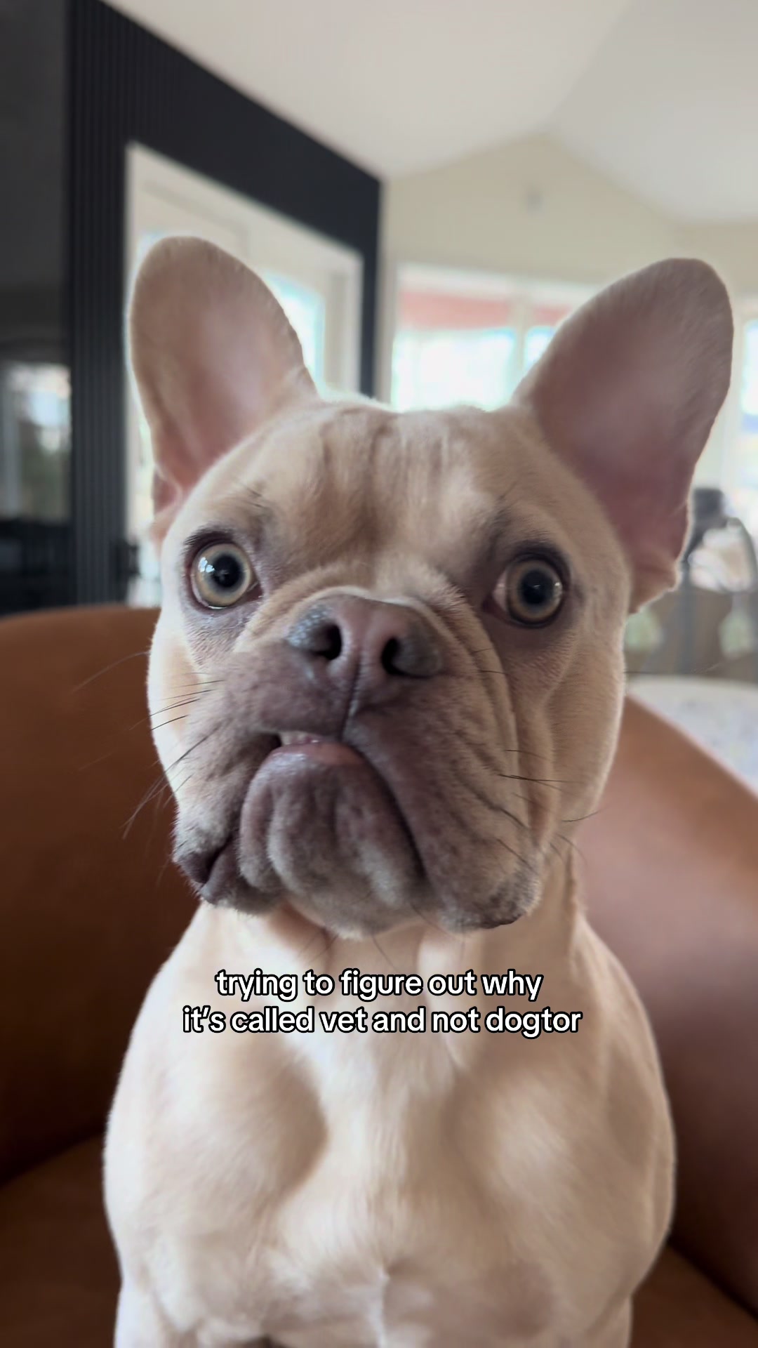 @Winston & Charlie 🐾