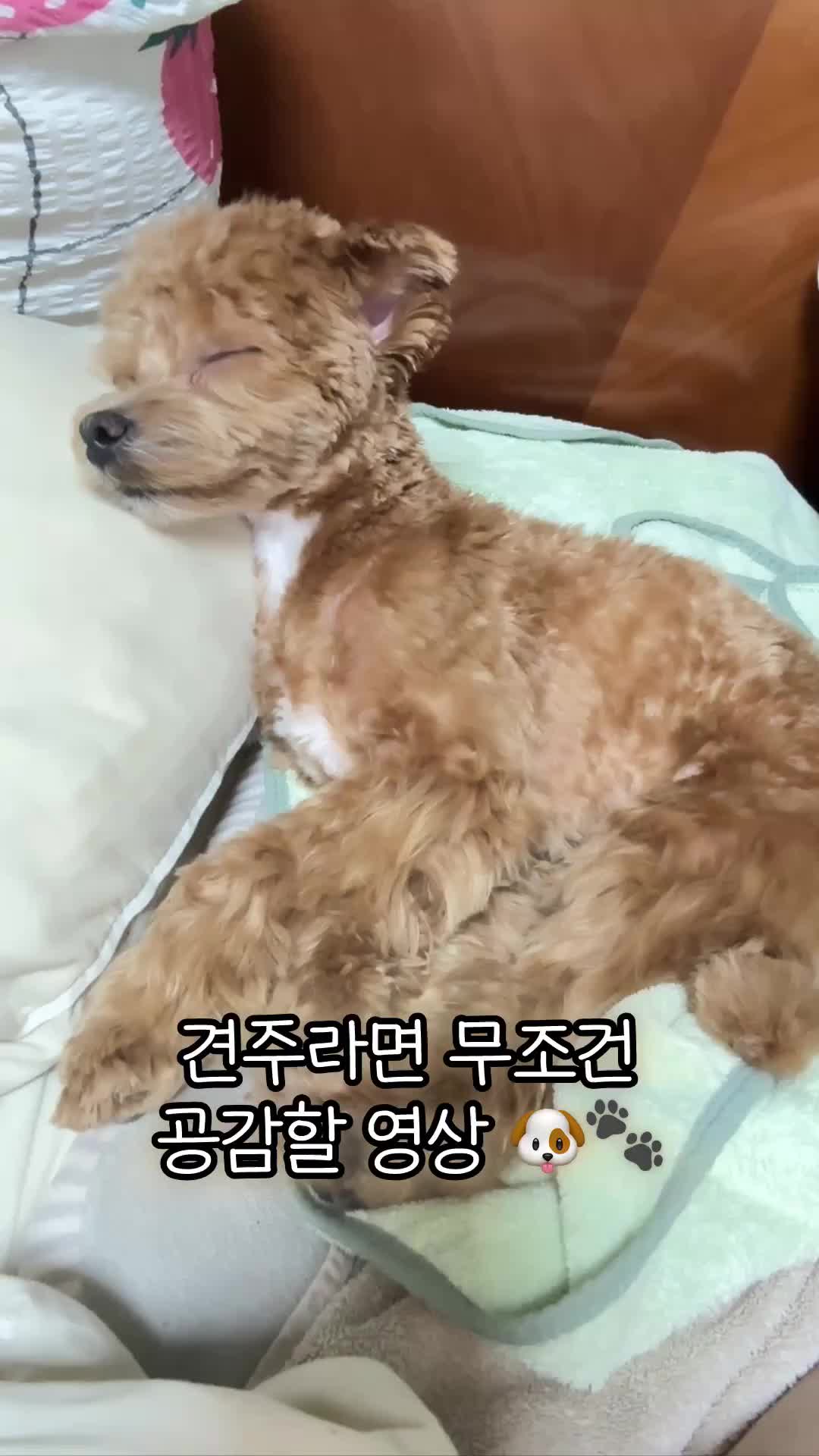 @말티푸 하루 🐾🐶