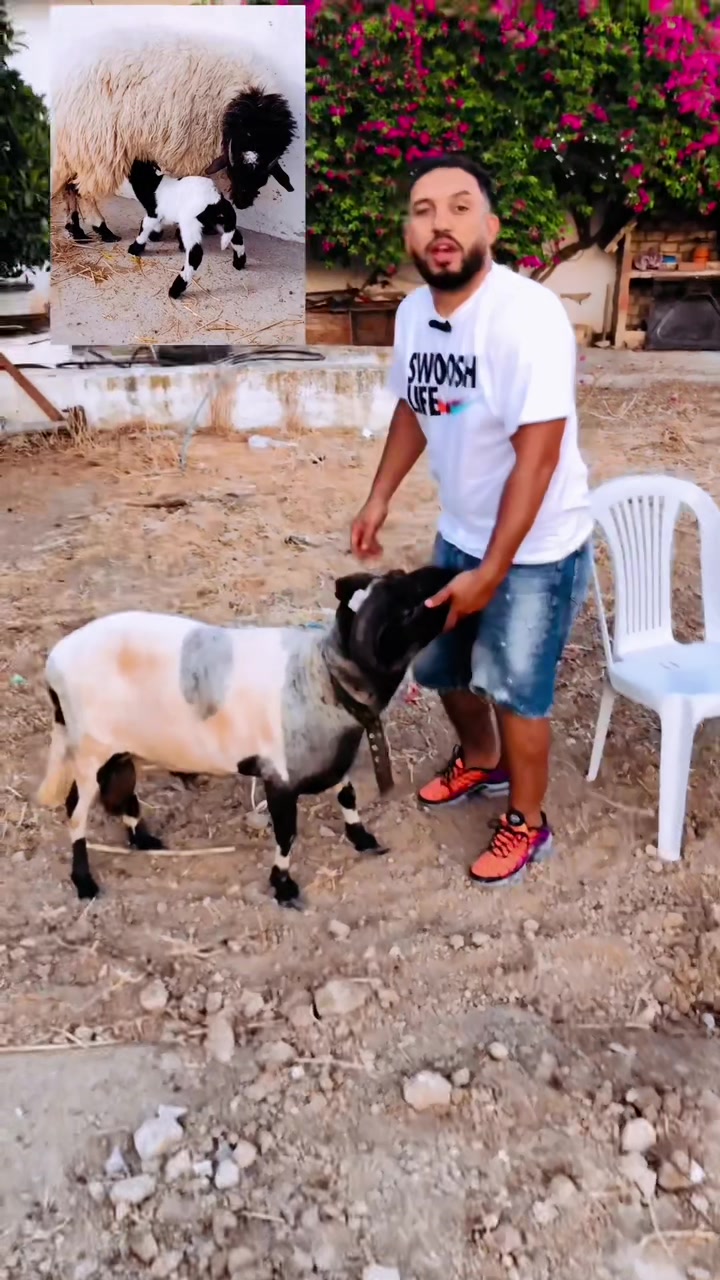 @سيف غرام زمان 🇹🇳