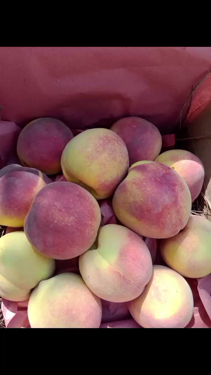 @🍎swat fruit 🍎