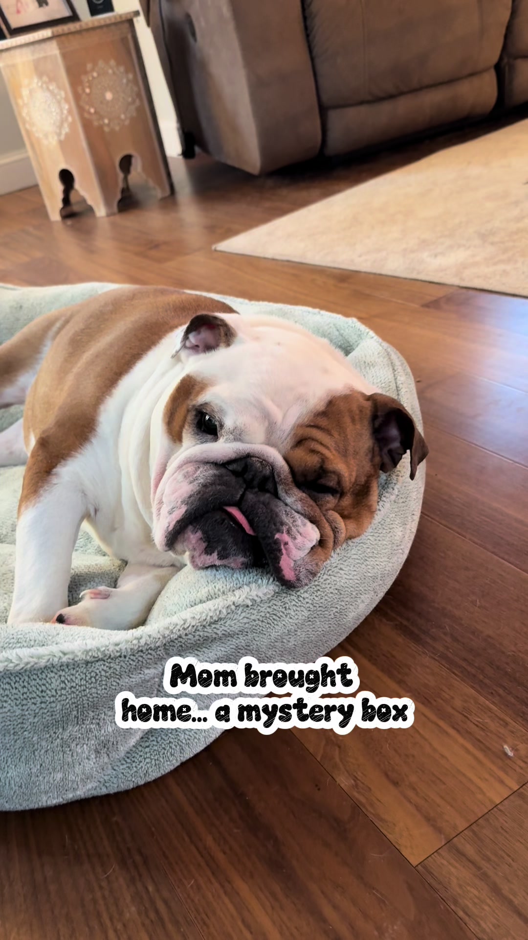 @Stubby The Bulldog