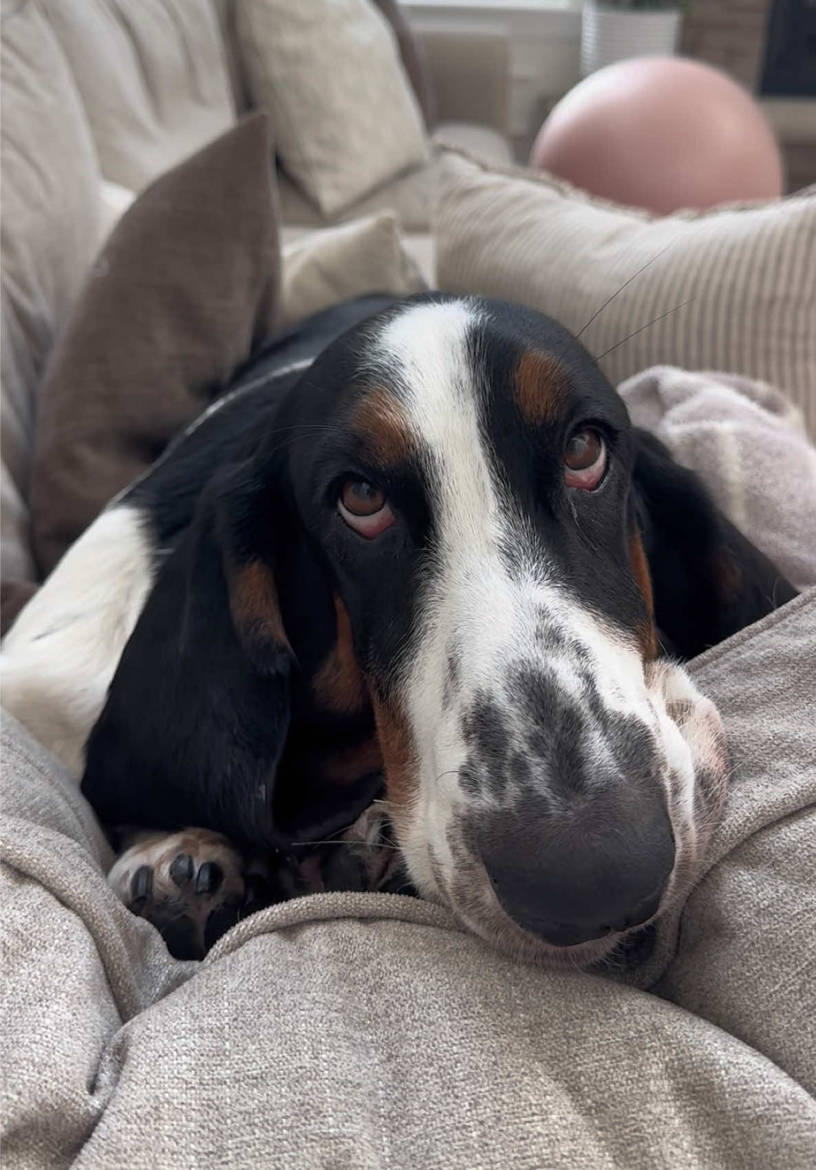 @🐾BillieBasset🐾