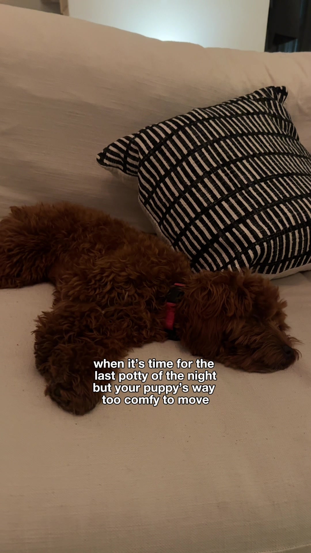 @Lilo The Cockapoo