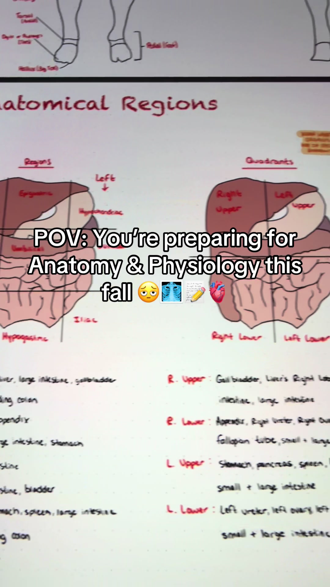 @Ollie | Anatomy & Physiology