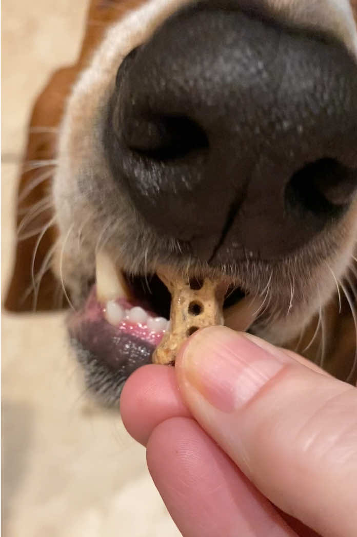 @baudelairethebasset