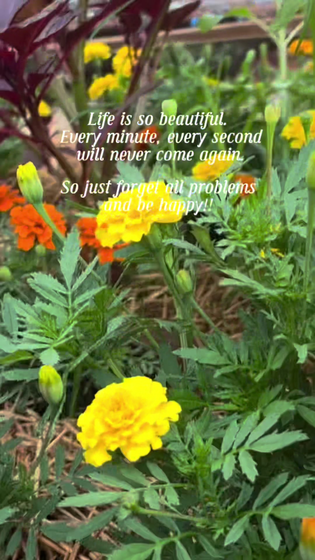 @ShivaRam
