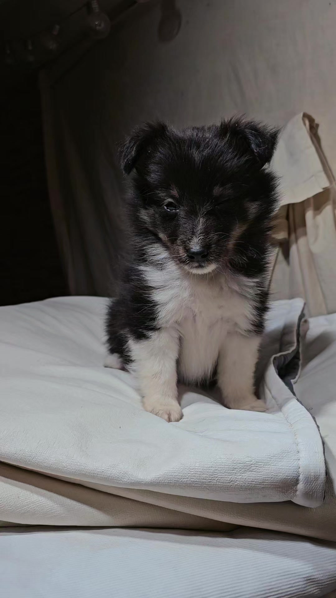 @kennel.dogs