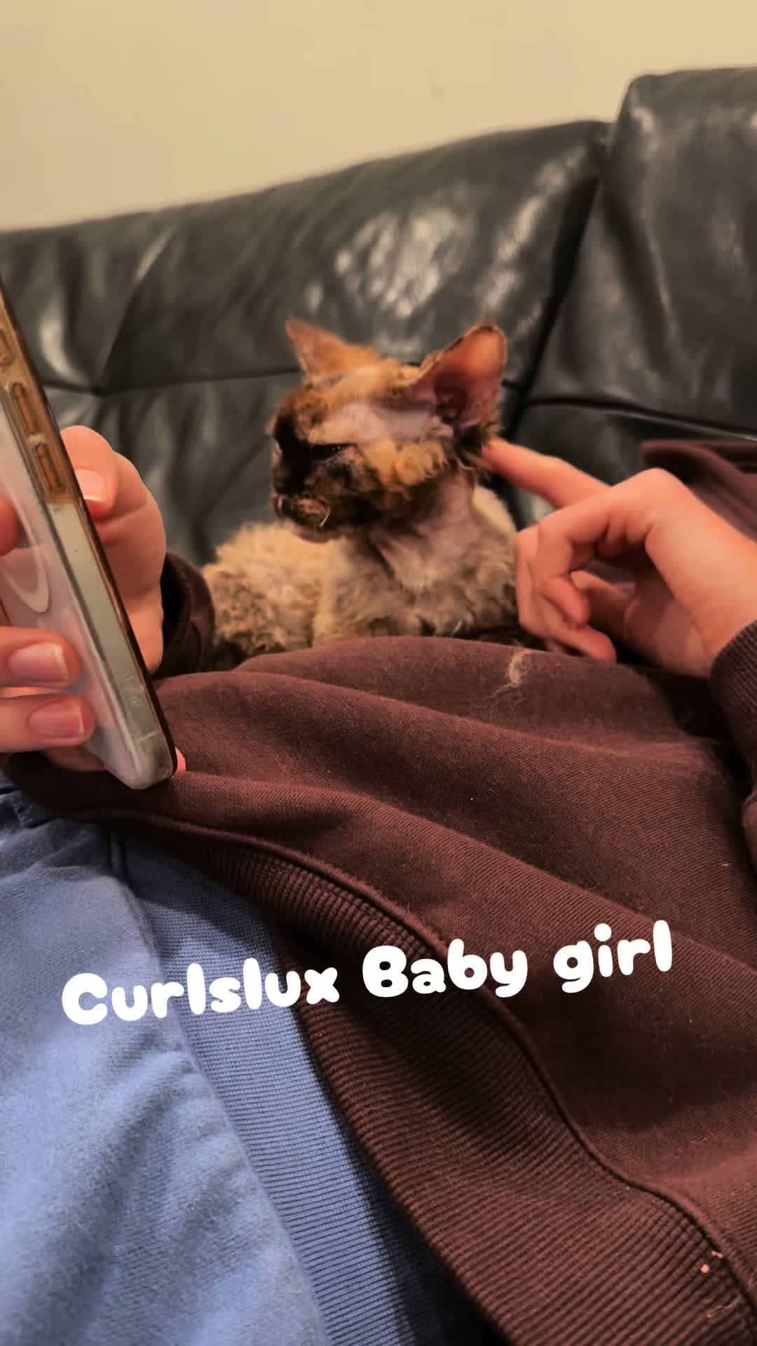 @Curlslux cattery!!🇺🇸