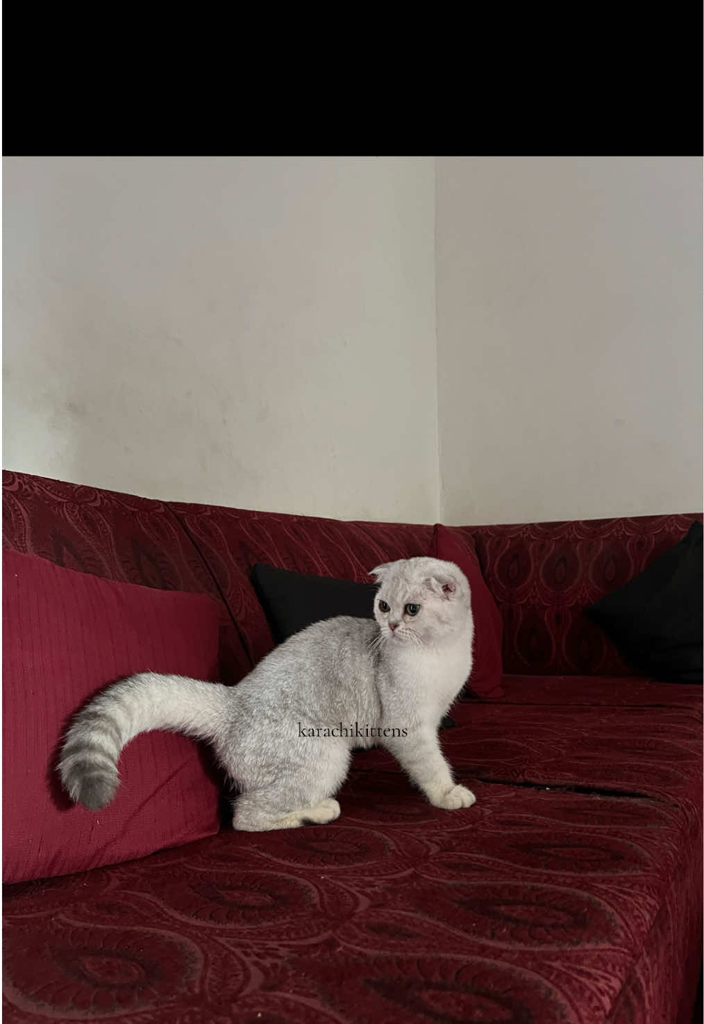 @karachikittens