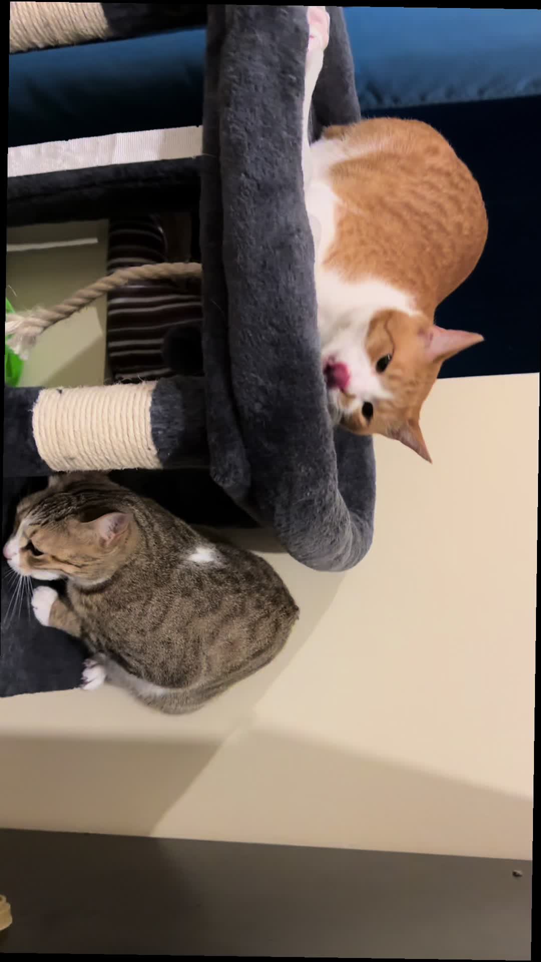 @Father5cats