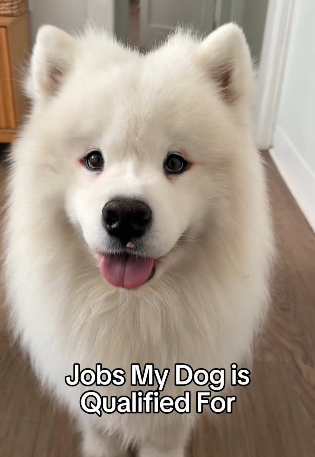 @Biff the Samoyed