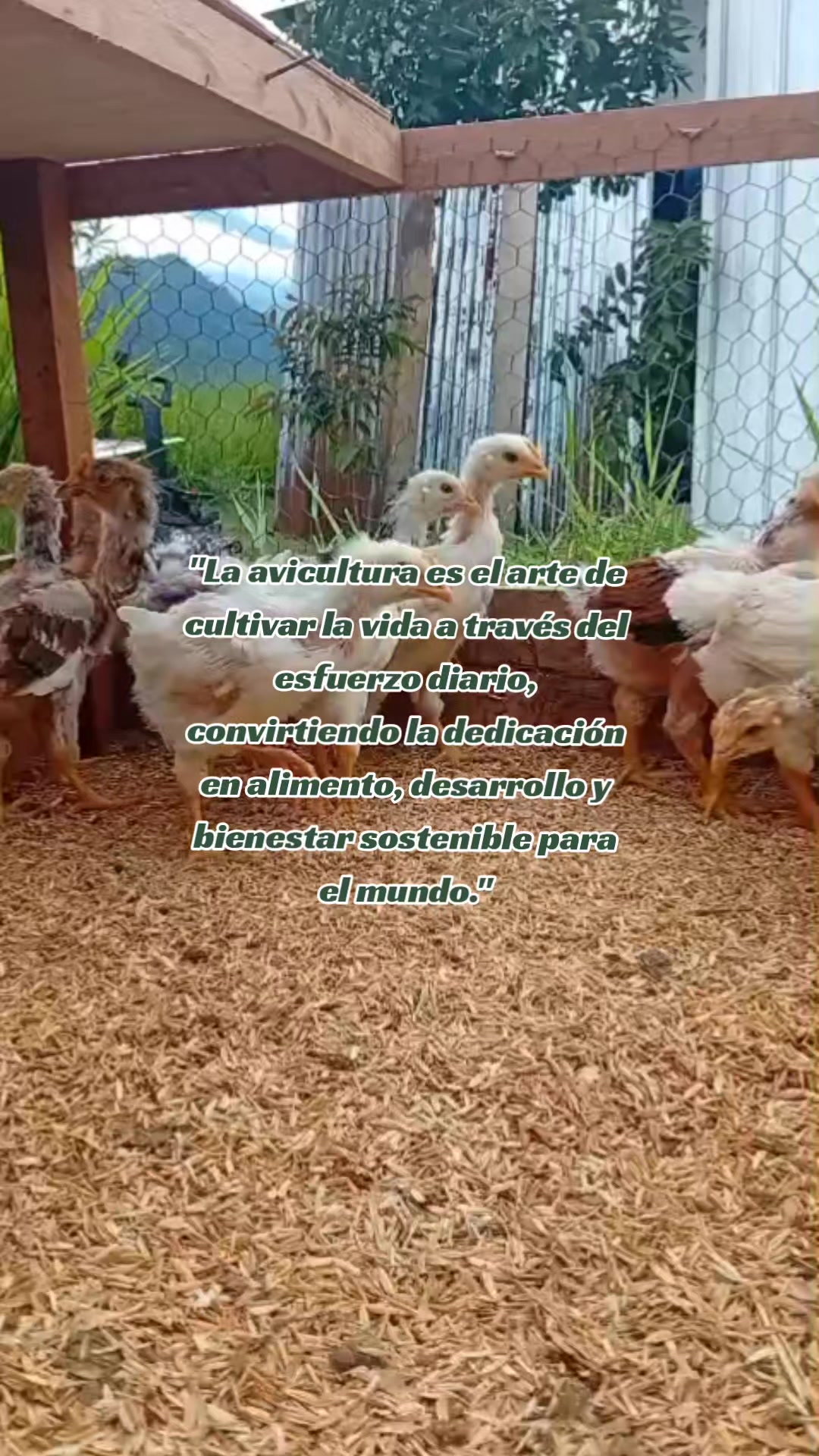 @Manuelito en el campo 🌱🐓🐄