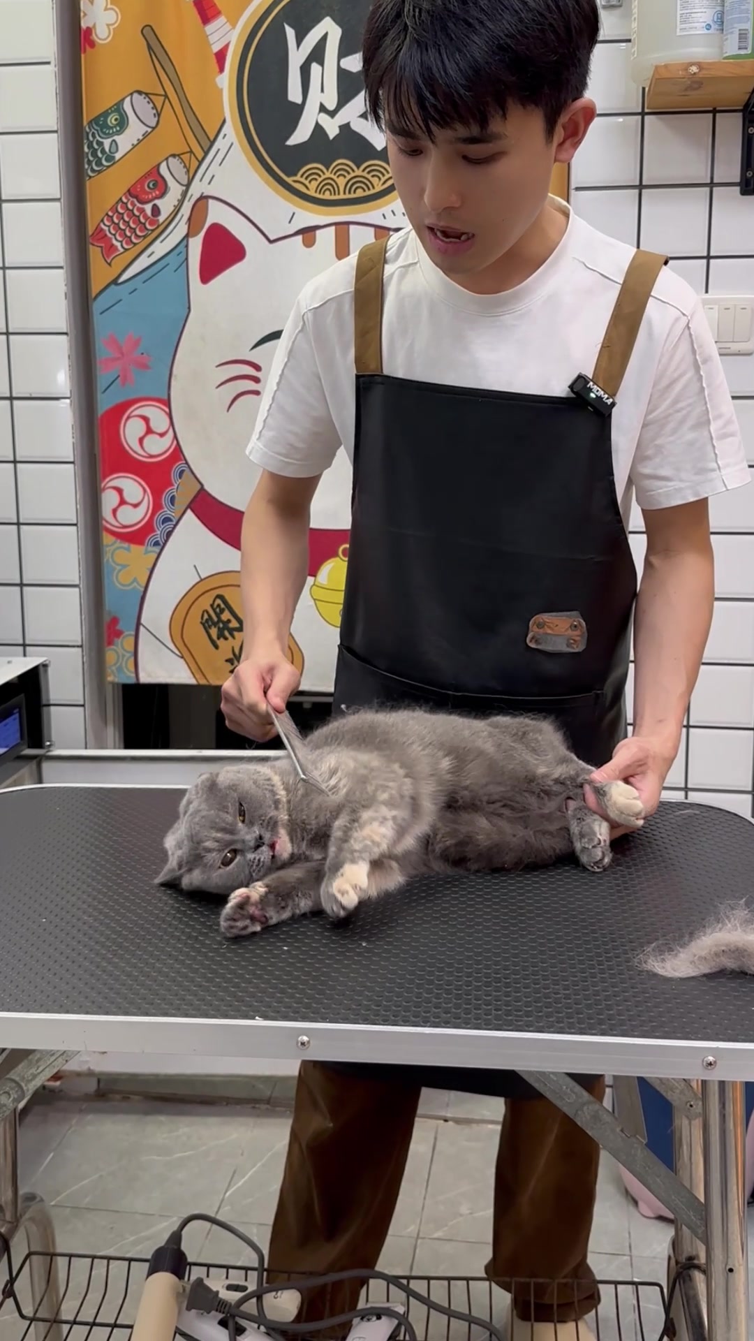 @washing.cats