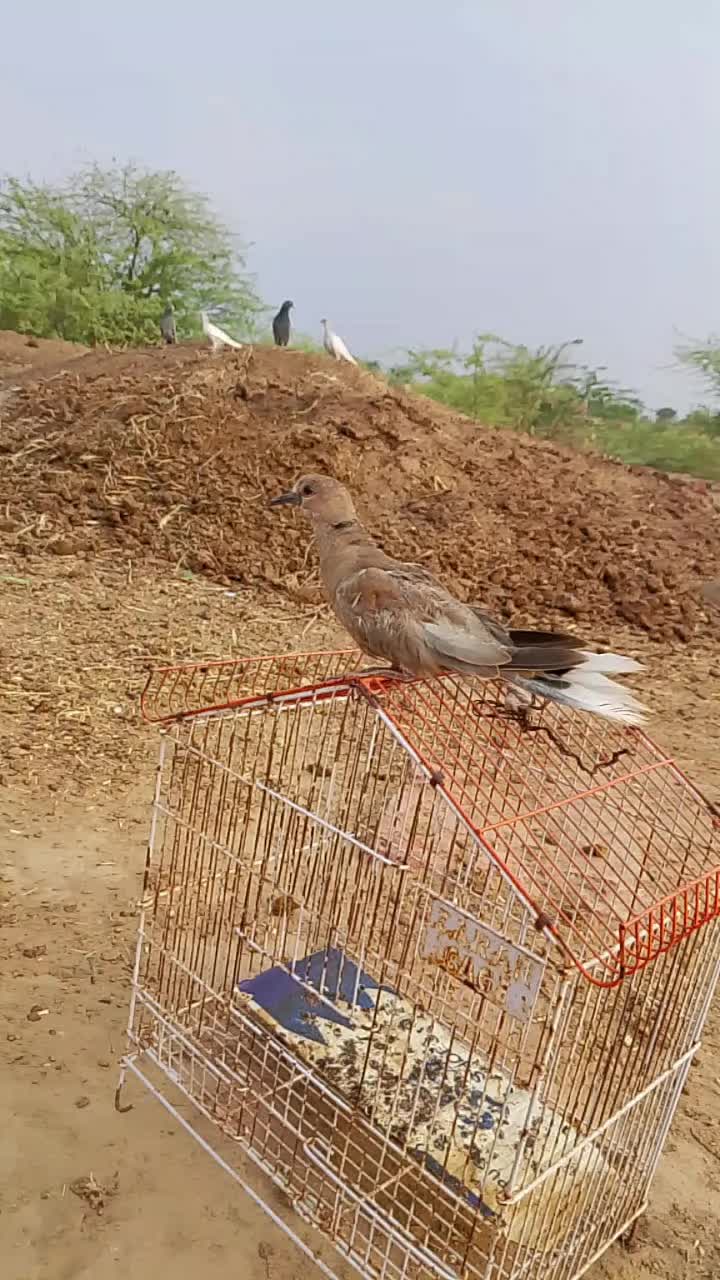 @Jutt saab