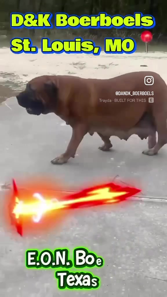 @D&K Boerboels
