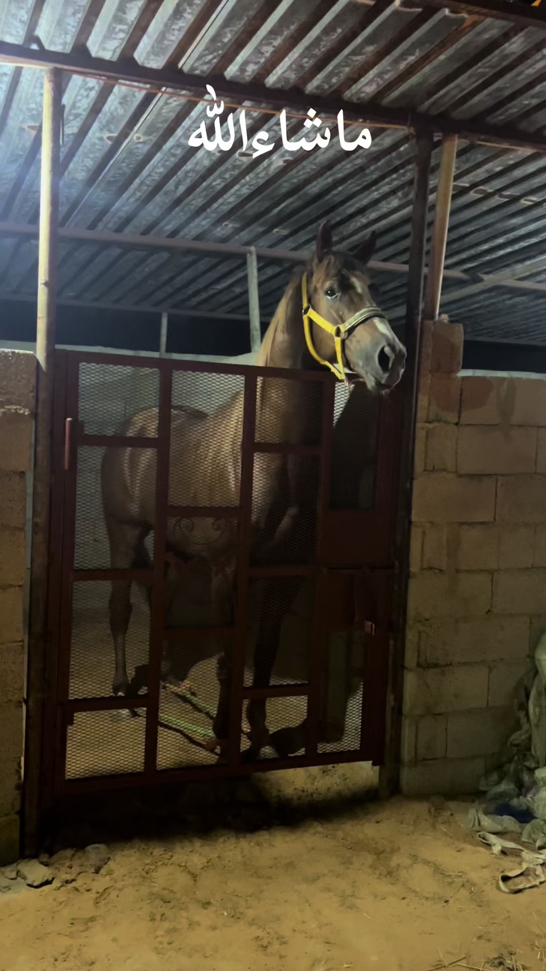 @حبيب اجويبر