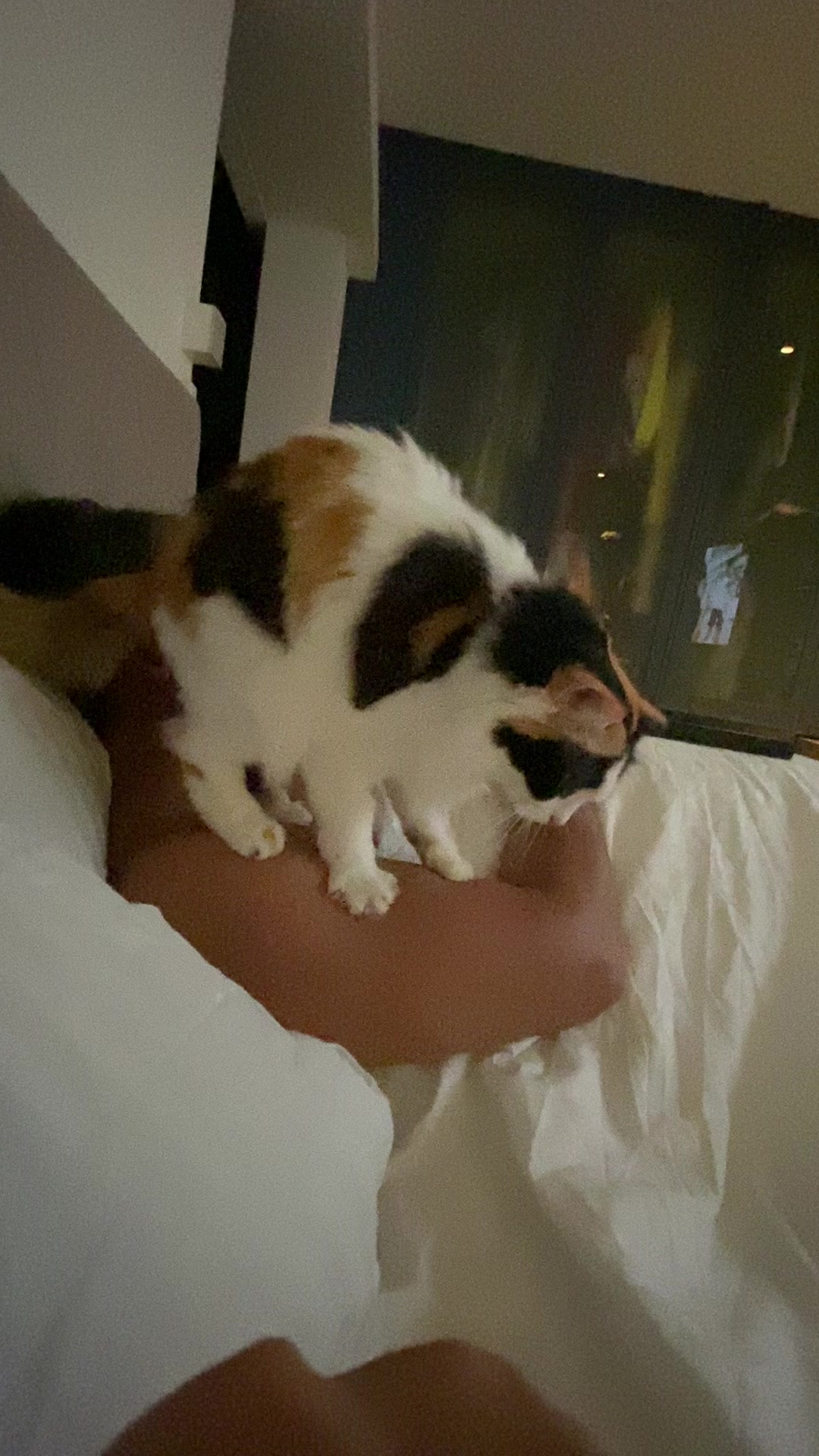@OnePurrCuddle