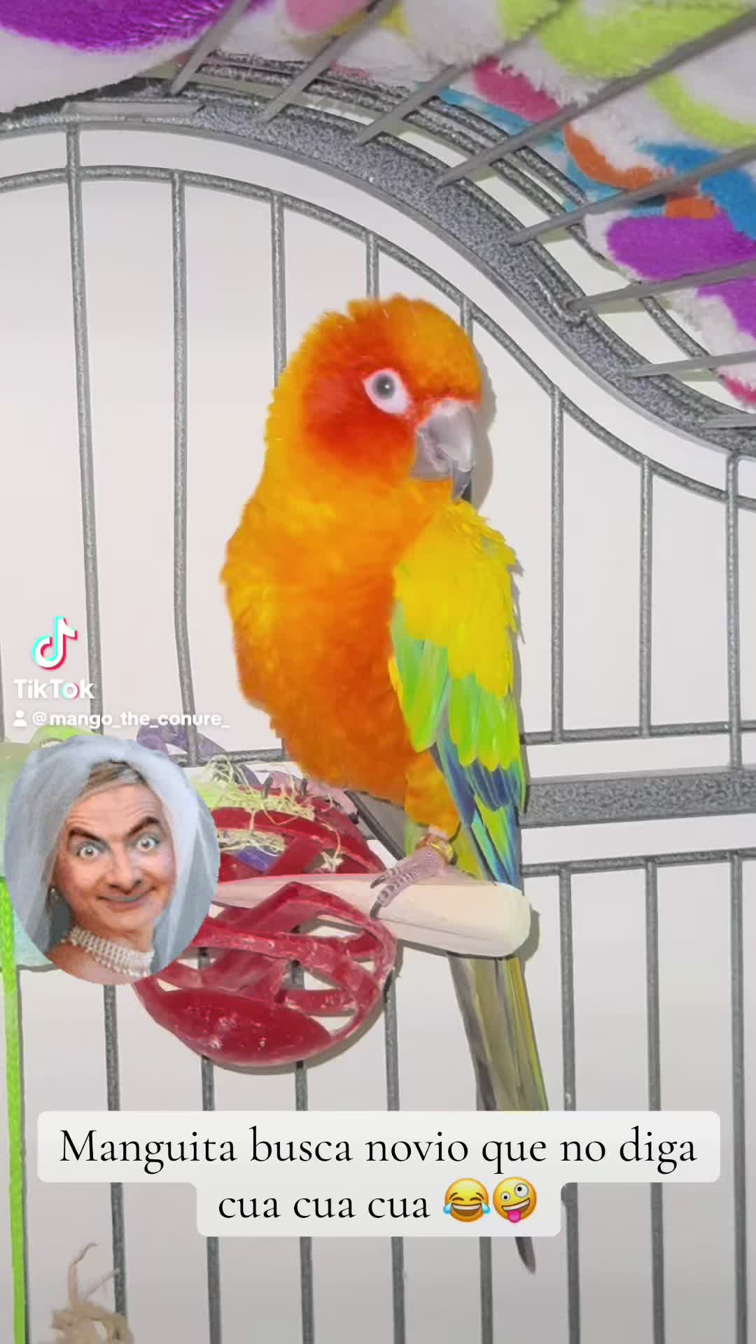 @Mango 🦜La cotorra solar