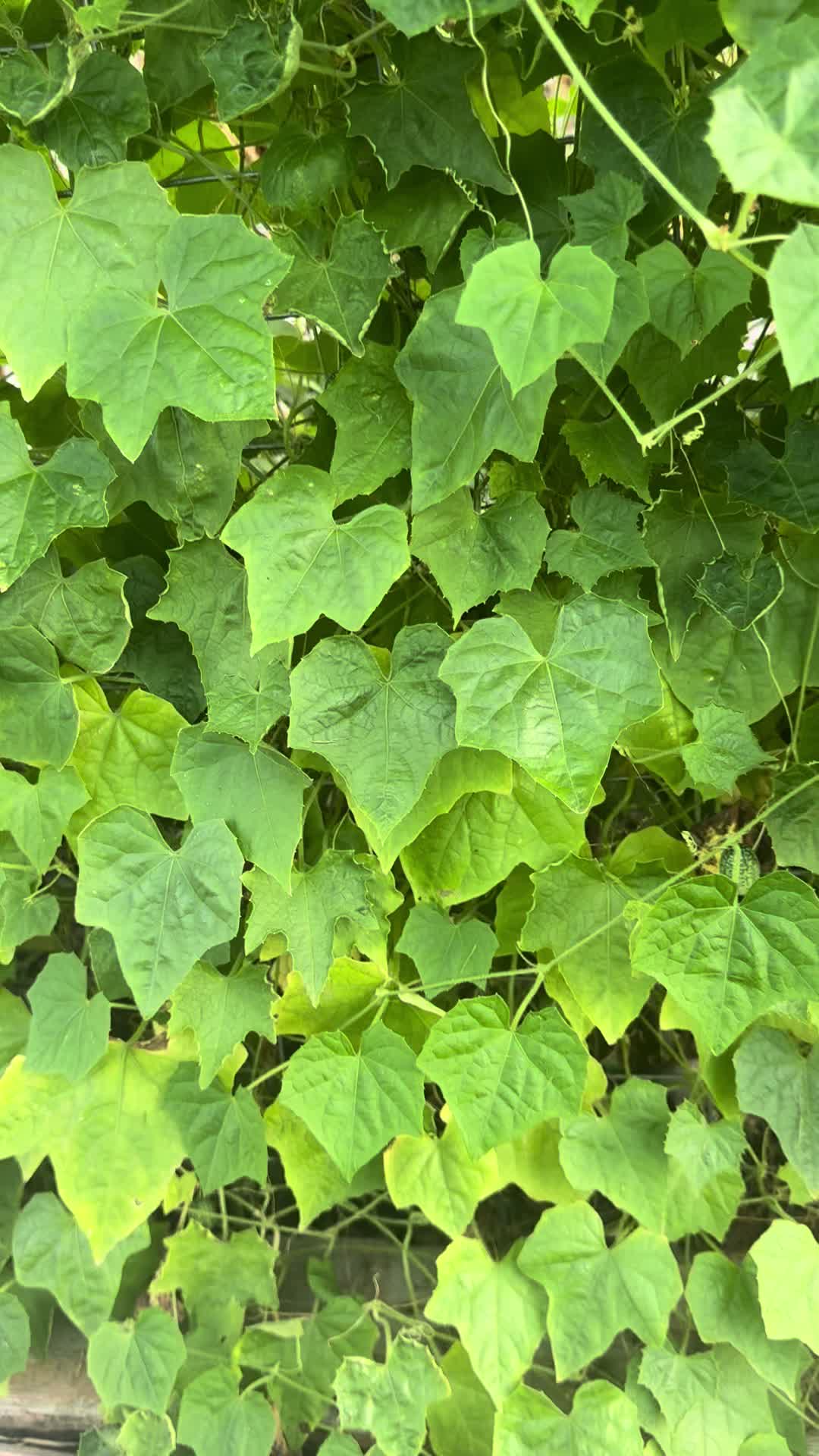 @SaraRNAtHappyFunMicroOrchard