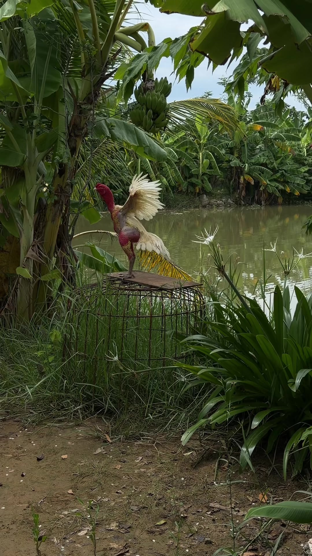 @Quốc khánh