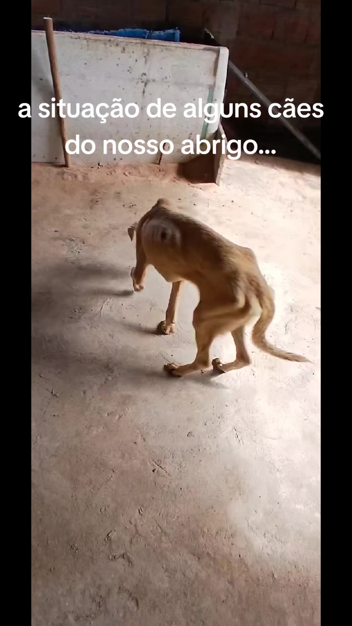 @Proteção Patas