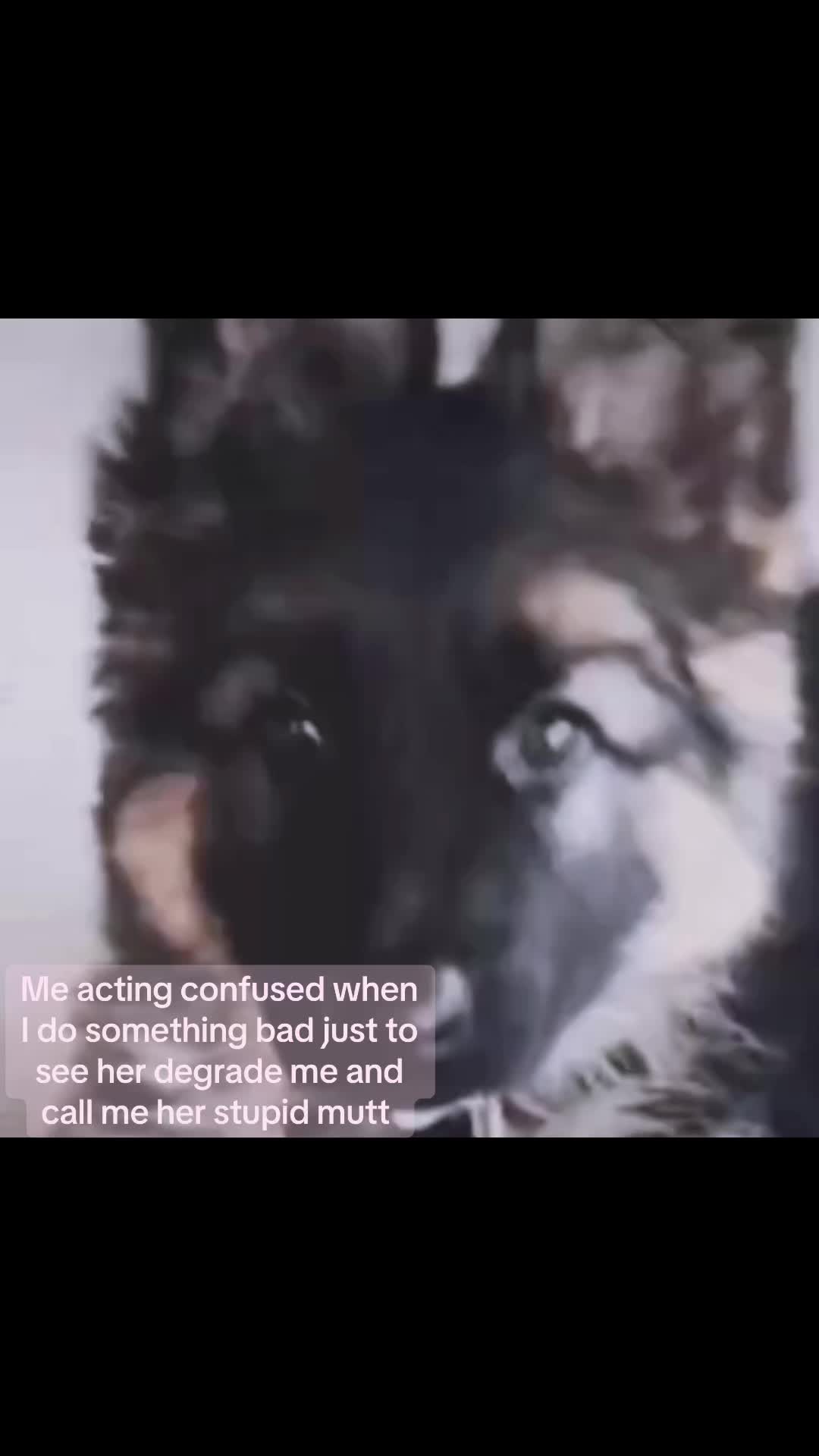 @Puppy (₊˚🦴🪽⋆˚꩜)