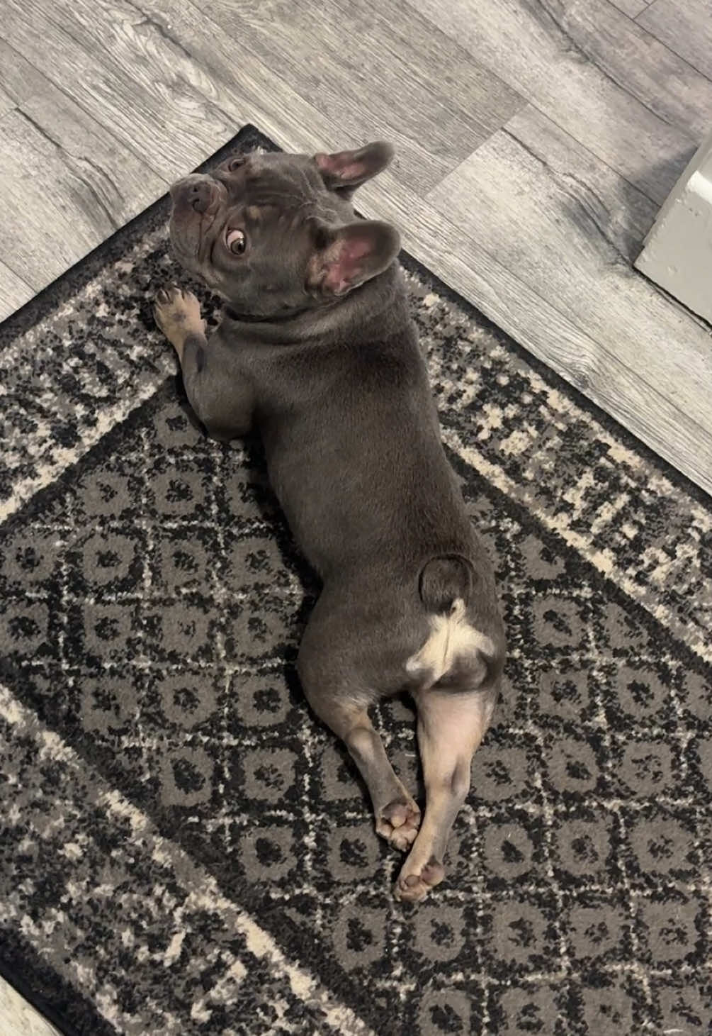 @Arwen the adorable Frenchie
