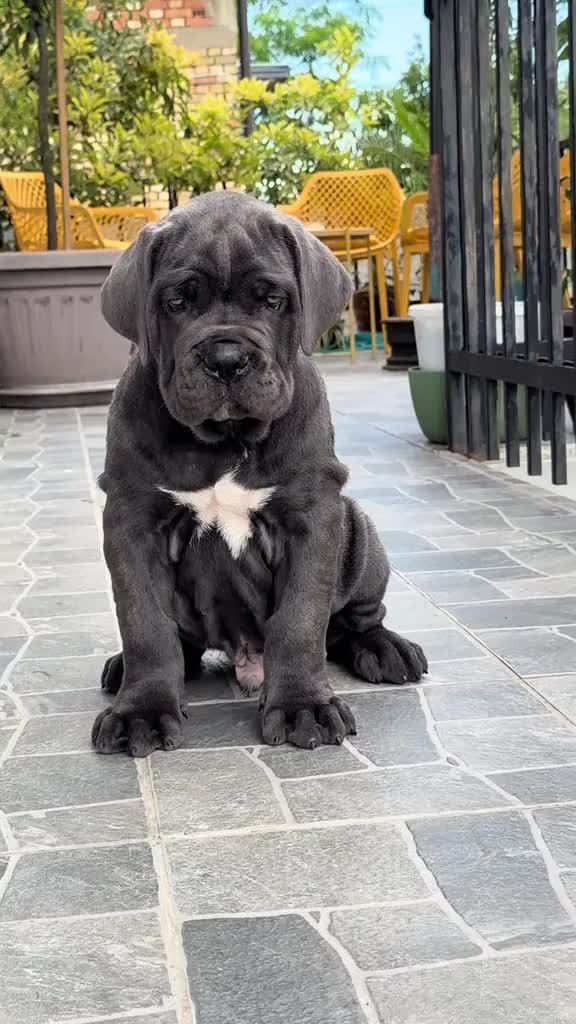 @Cane Corso For Adoption