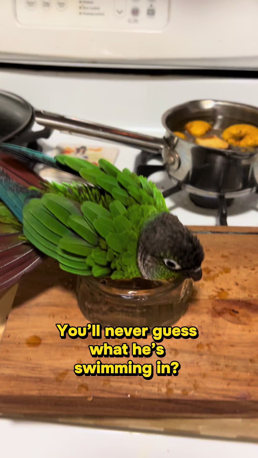@Animal&ensp;Antics