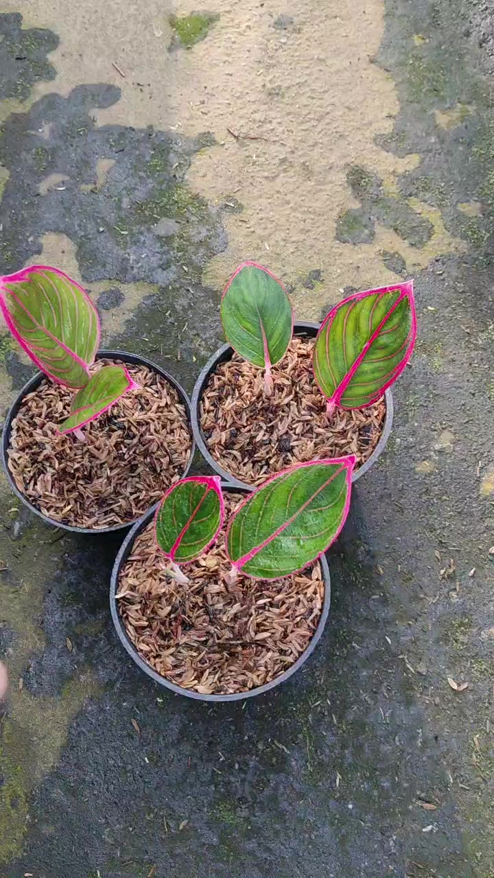 @Ronaldo_Aglaonema