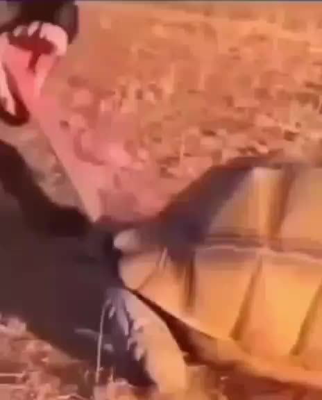 @Wolf_095